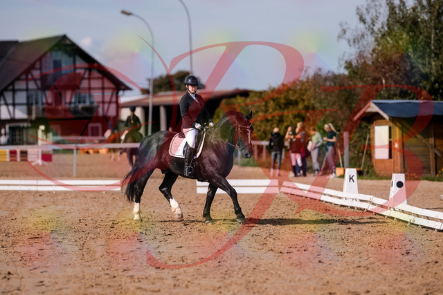 2026_10_03_Siefer-Hof_120644_Z81_07632904 | Professionelle Reitsport-, Turnier- und Eventfotografie von Robert Broda. Galerien mit ausgewählten und bearbeiteten Bildern direkt online ansehen und bestellen.