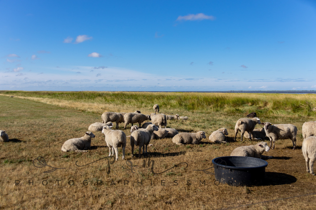 IMGP0311 | Nordseeinsel Mandö - Realisiert mit Pictrs.com