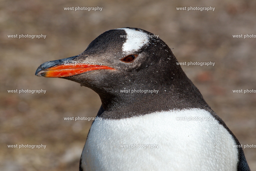 Gentoo Penguin 4 SND - FLK 2014 | west photography - Realisiert mit Pictrs.com
