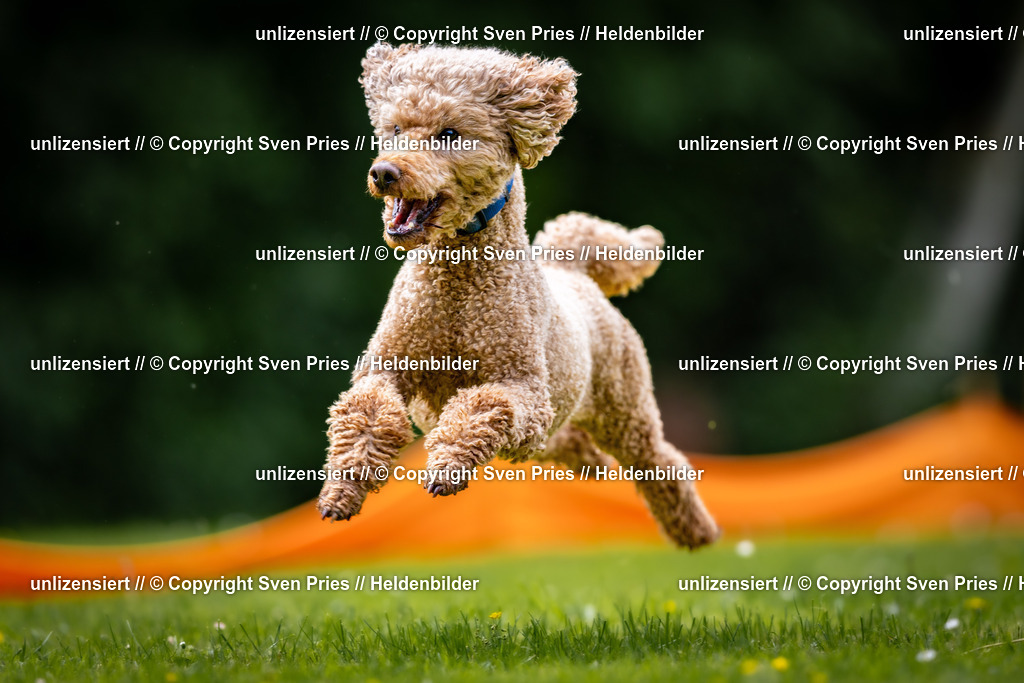 Sven Pries | 2026-05-14 - Hunderennen KA Durlach Vatertag 2026 - Realisiert mit Pictrs.com