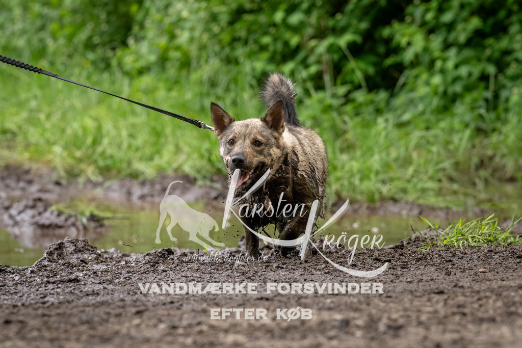 1531_ZZ94019-Bearbeitet | kk-dogfotos