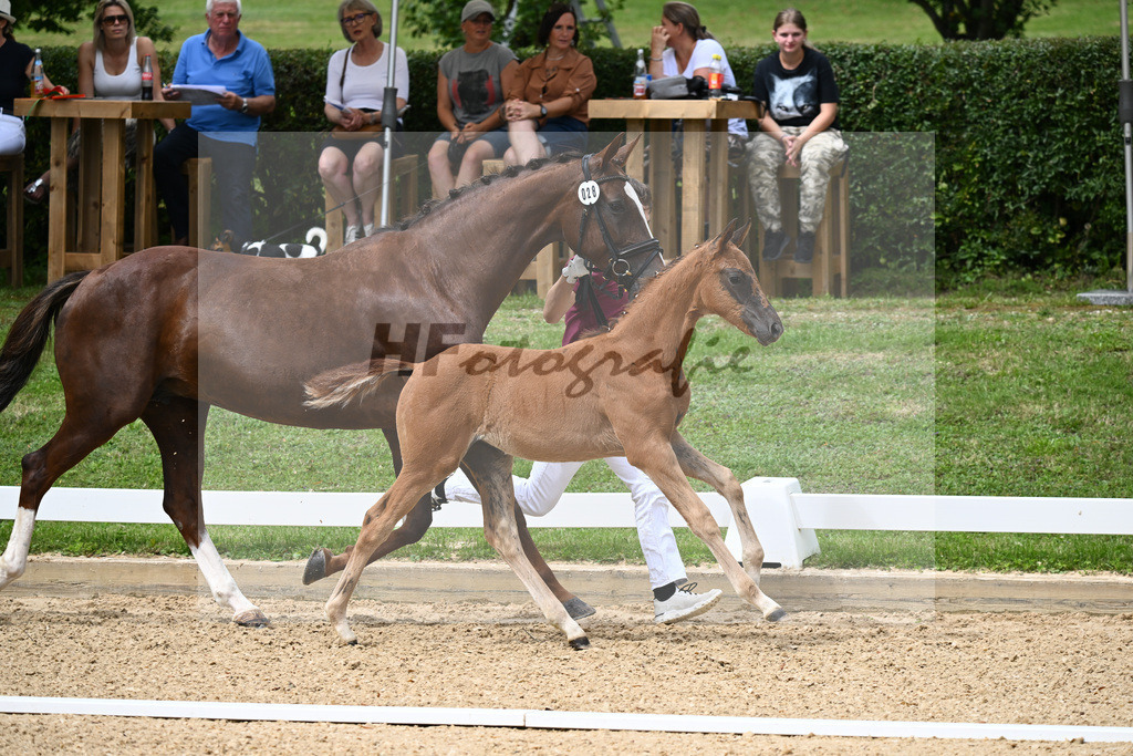 Kat-Nr. 28 SF DSP Va Bene x San Romantico_Ostermaier_27230392 | hf-fotografie - Realisiert mit Pictrs.com