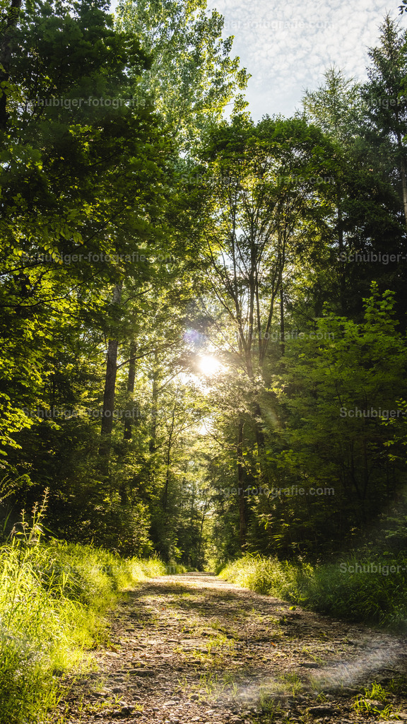 Waldweg | Waldweg mit Sonnenstrahlen - Realisiert mit Pictrs.com