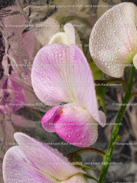 titusgraphy_P6298274-vz-ln | titusgraphy-shop: Geschenkideen mit Qualitätsfotos. titusgraphy-shop: gift ideas with quality photos. titusgraphy-shop: idées cadeaux avec photos de qualité.  - Realisiert mit Pictrs.com