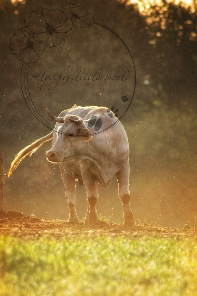 IMG_6922-02 | only.this.little.world - Realisiert mit Pictrs.com