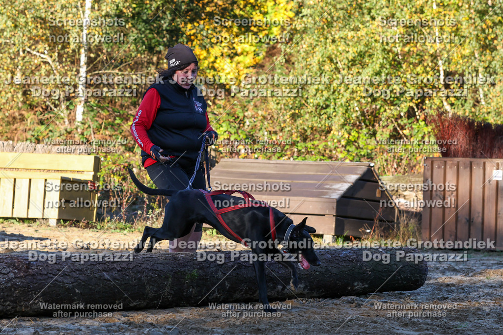 Dog Paparazzi - Strongdog 10-25-826 | Dog Paparazzi Jeanette Grottendiek Fotografie & Videografie - Realisiert mit Pictrs.com
