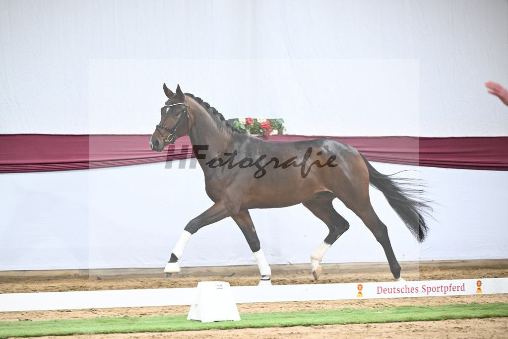 Kat-Nr. 47 Taurus x Floriscount_Thomas Casper u Horst Eulich_47251667 | hf-fotografie - Realisiert mit Pictrs.com