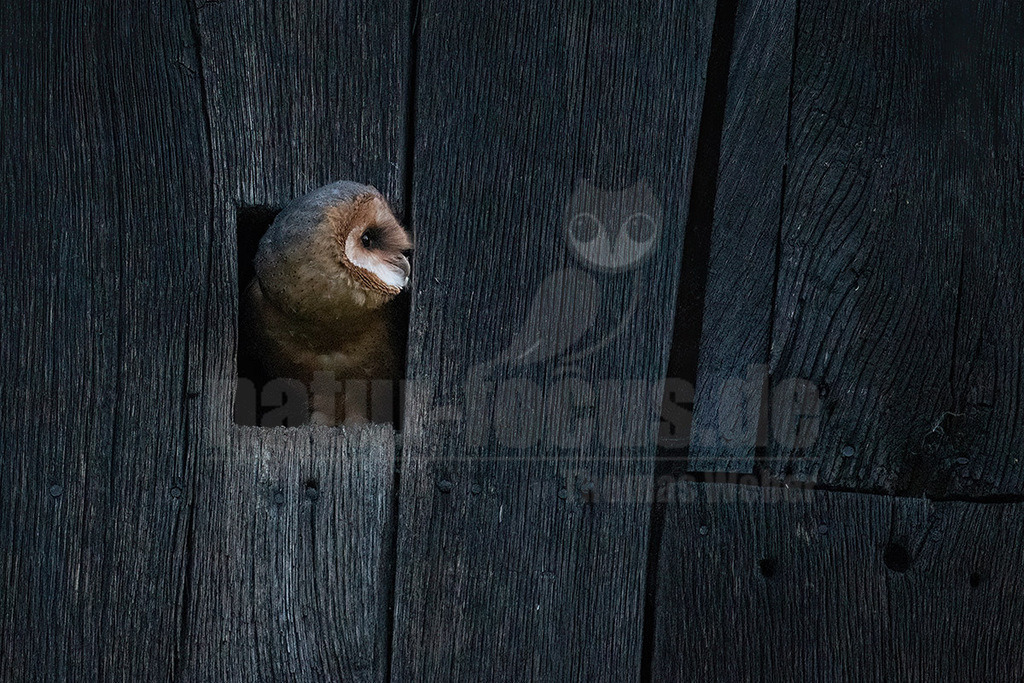 R6NF0521_20240622 | Die Schleiereule ist eine Vogelart aus der Ordnung der Eulen und der Familie der Schleiereulen. Die Schleiereule ist eine sehr helle, langbeinige Eule, die keine Federohren aufweist. Zu ihren auffälligsten Erkennungsmerkmalen gehören das herzförmige Gesicht sowie die verhältnismäßig kleinen, schwarzen Augen. - Realisiert mit Pictrs.com