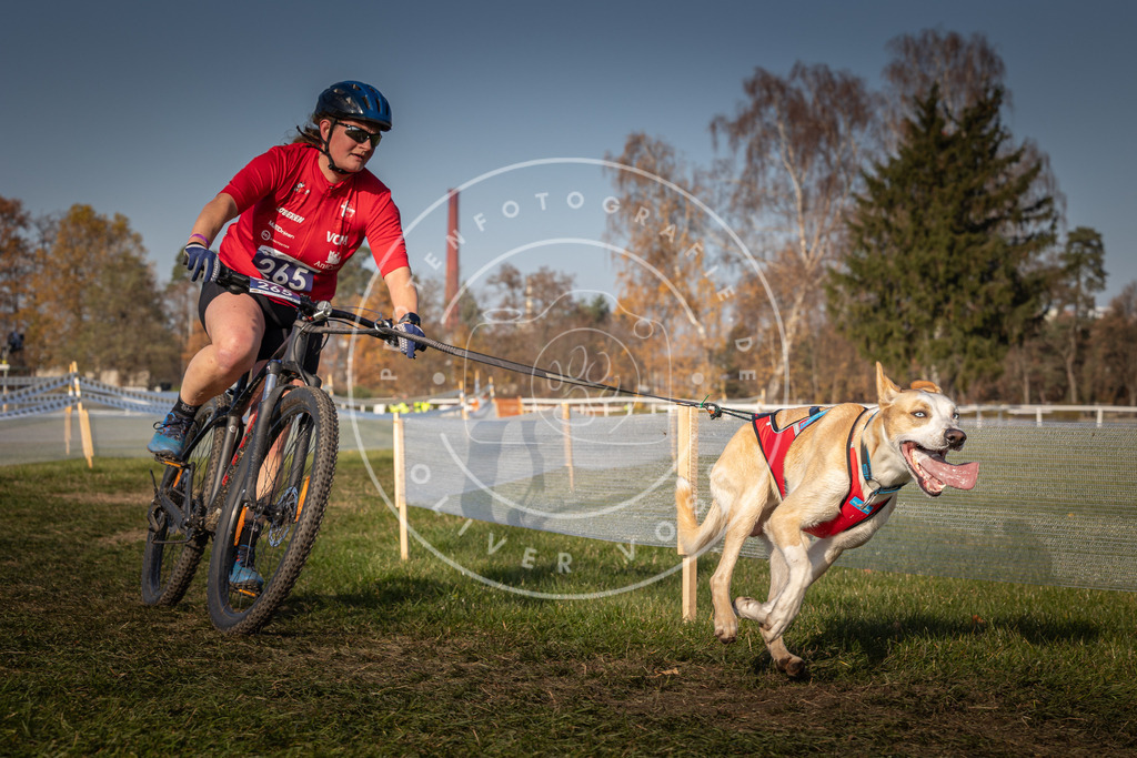 CaniXpix_0L8A7812 | Hundefotografie, Tierfotograf, Pfotenfotografie, Fotoshooting Hund, Hunde Portrait, Hundesport, Hundeportraits, Heideshooting, Hunde, Sportfotograf, Hundefotograf, Turnierhundsport, THS,  - Realisiert mit Pictrs.com