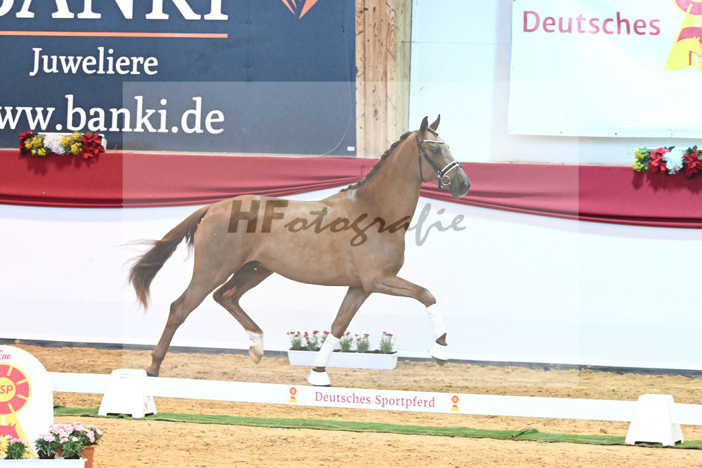 Kat-Nr. 52 Va Bene x Florestano_Kloessinger_43231812 | hf-fotografie - Realisiert mit Pictrs.com