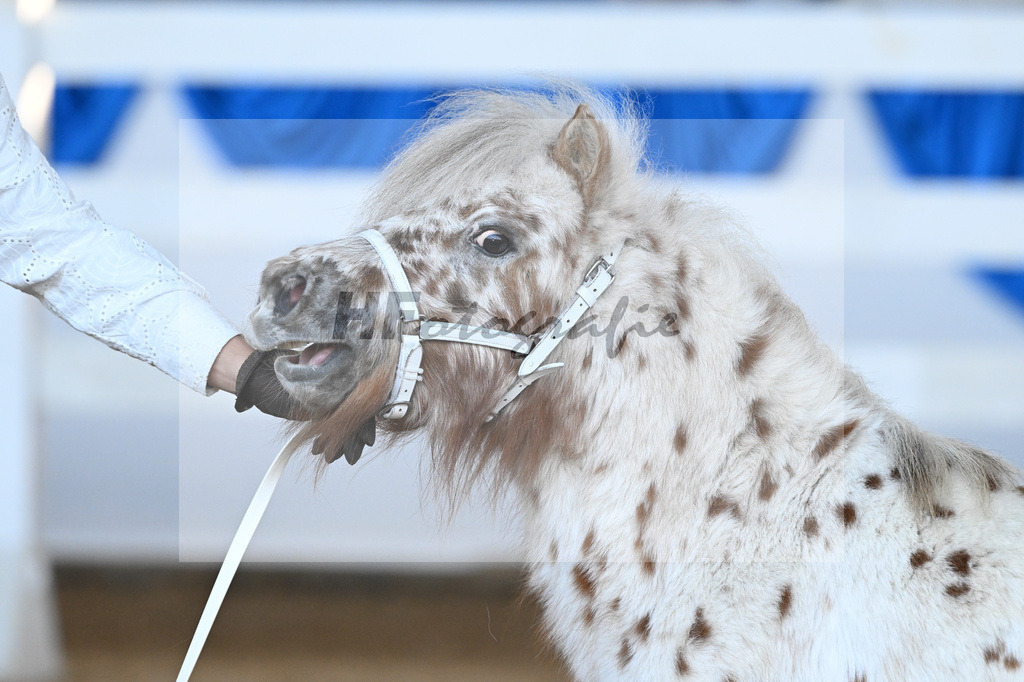 Kat-Nr. 18 Belis Nevada v. Napoleon_Hock_9260450 | hf-fotografie - Realisiert mit Pictrs.com