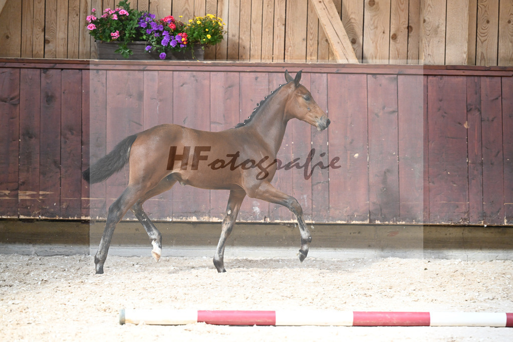 Kat-Nr. 9 HF Cascadello I x Conte Cassini_Kraemer_32240468 | hf-fotografie - Realisiert mit Pictrs.com