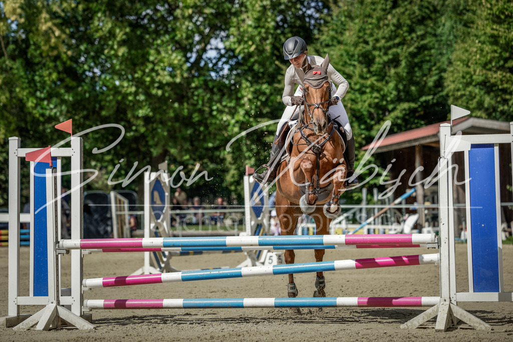 20250906-_3LI6107 | Tierfotografie Pferde, Hunde, Katzen, Haustiere.
Turnierfotografie Reitturniere, Reiten, Springreiten, Dressur in Hanau, dem Main-Kinzig-Kreis und dem Rhein-Main- Gebiet um Frankfurt