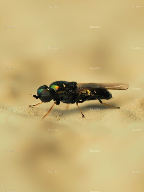 Grünglänzende Waffenfliege (Microchrysa polita) | Die Grünglänzende Waffenfliege (Microchrysa polita) ist eine 4–6 mm große, metallisch grün glänzende Waffenfliege. Sie gehört zur Familie der Stratiomyidae und wird häufig an feuchten Stellen oder auf Blättern beobachtet. –  – The Green Soldier Fly (Microchrysa polita) is a 4–6 mm metallic green soldier fly. It belongs to the family Stratiomyidae and is commonly found in damp places or on leaves. - Realisiert mit Pictrs.com