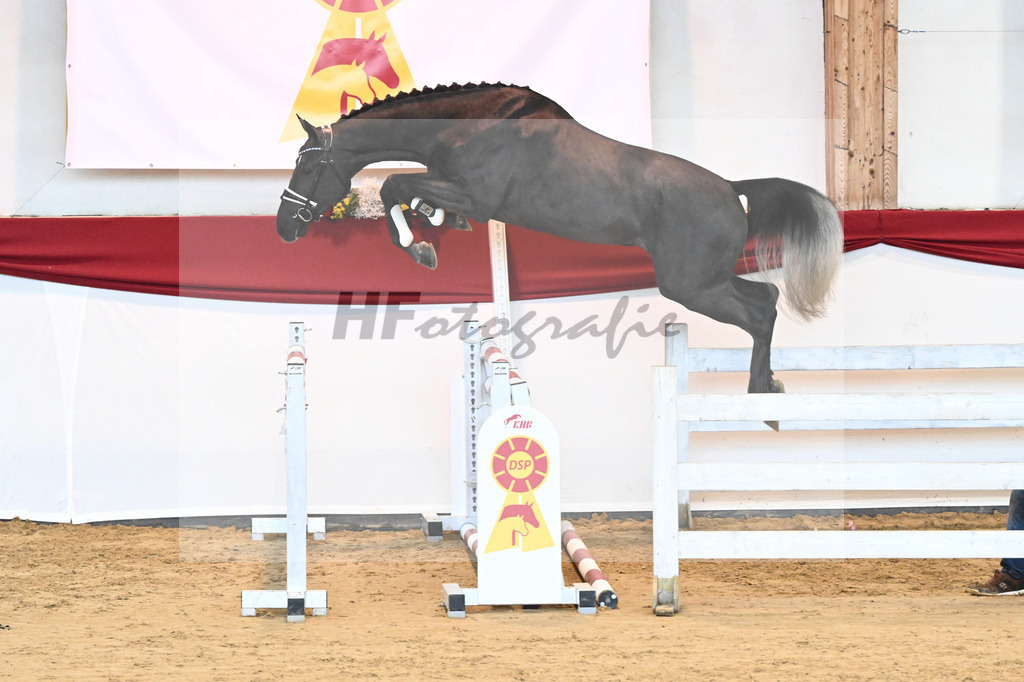 Kat-Nr. 35 Hickstead White x Alcatraz_Sommer_43231358 | hf-fotografie - Realisiert mit Pictrs.com