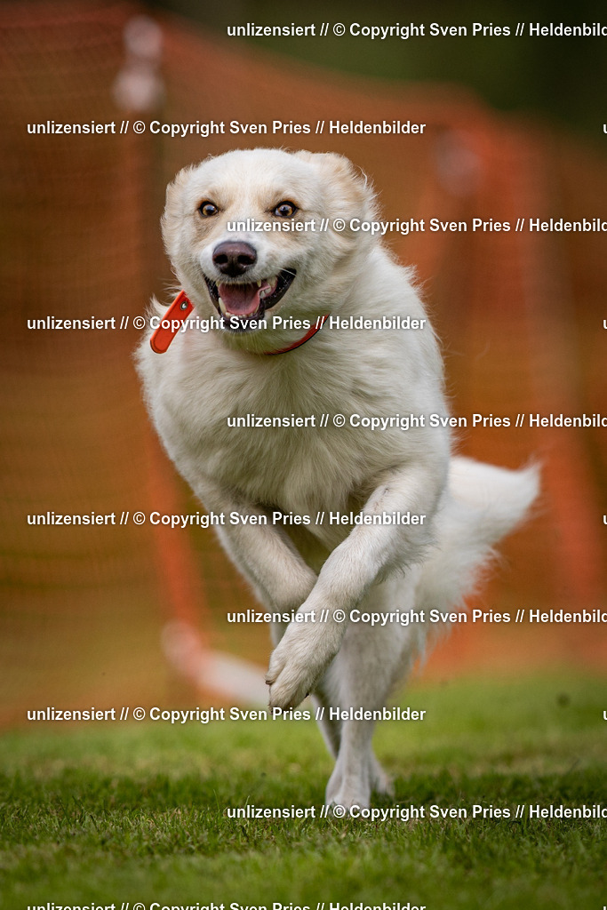 Sven Pries | 2024-09-22 - Hunderennen Baden-BadenPudelverein - Realisiert mit Pictrs.com