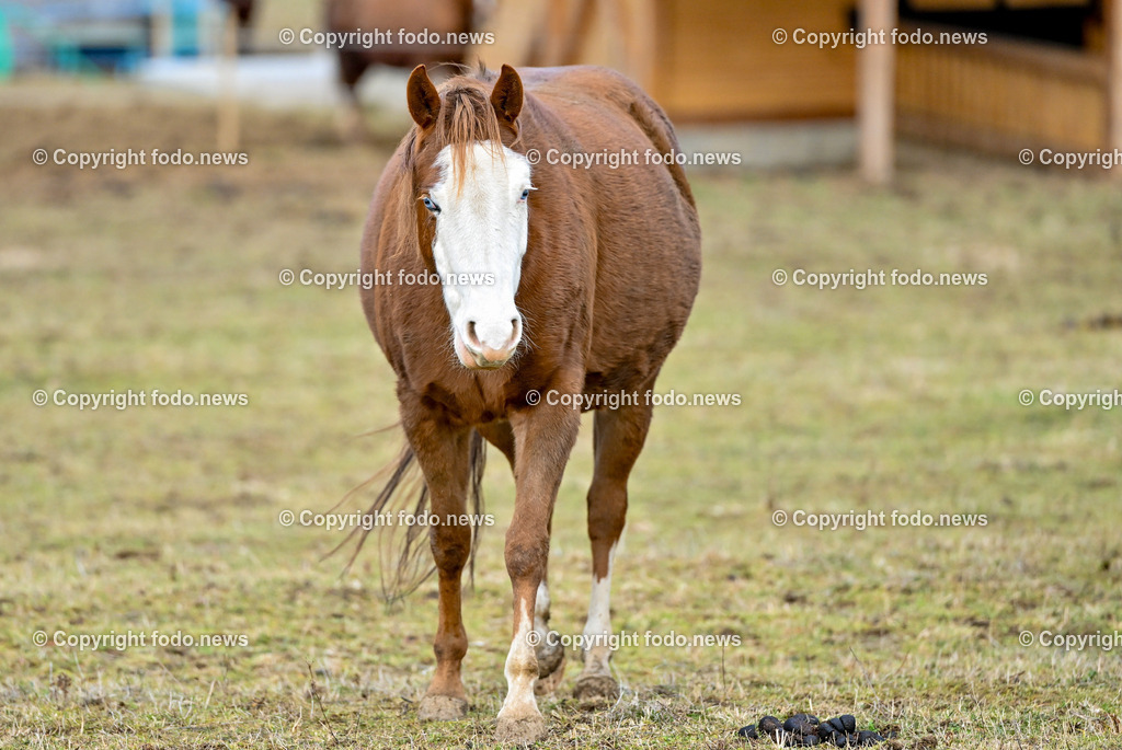 Pferde_ 29.12.2024-42 | 29.12.2024, Rajec, SVK, Themenbild, Pferde, im Bild Pferd, Pferde, Stute, Hengst, Fohlen, Quarter Horse, Ranch, Weide, Hof, Wiese, Stall, Nutztier, Tier