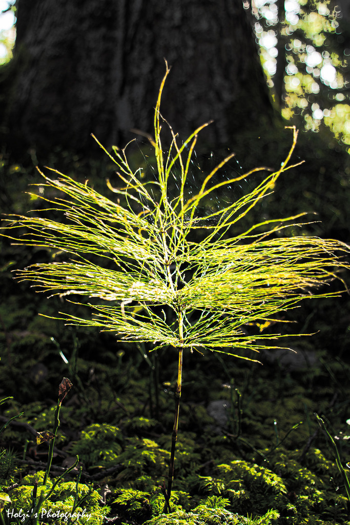 The delicate beauty of horsetail | Holzisphotography, Landschaftsfotografie, Wildlifefotogorafie - Realisiert mit Pictrs.com