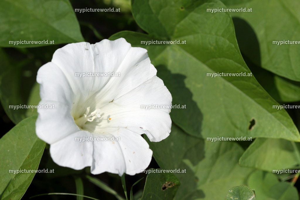 Echte Zaunwinde-004 | Das Bilderarchiv über Tiere, Planzen und Landschaften. In der Bilddatenbank finden Sie ein große Auswahl an hochwertigen Bilder für Ihre Werbung - Realisiert mit Pictrs.com