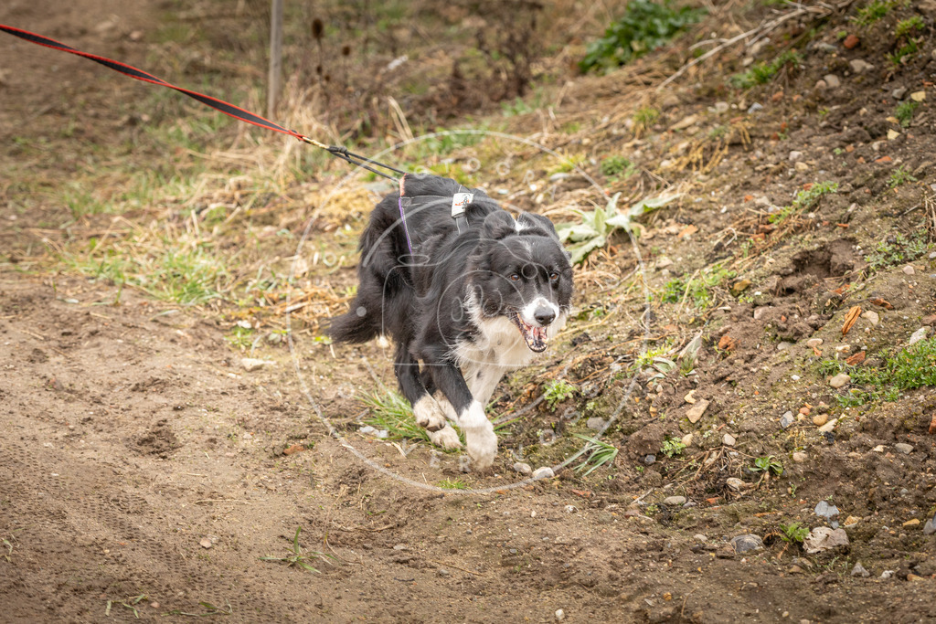 DV3A2478 | Hundefotografie, Tierfotograf, Pfotenfotografie, Fotoshooting Hund, Hunde Portrait, Hundesport, Hundeportraits, Heideshooting, Hunde, Sportfotograf, Hundefotograf, Turnierhundsport, THS,  - Realisiert mit Pictrs.com