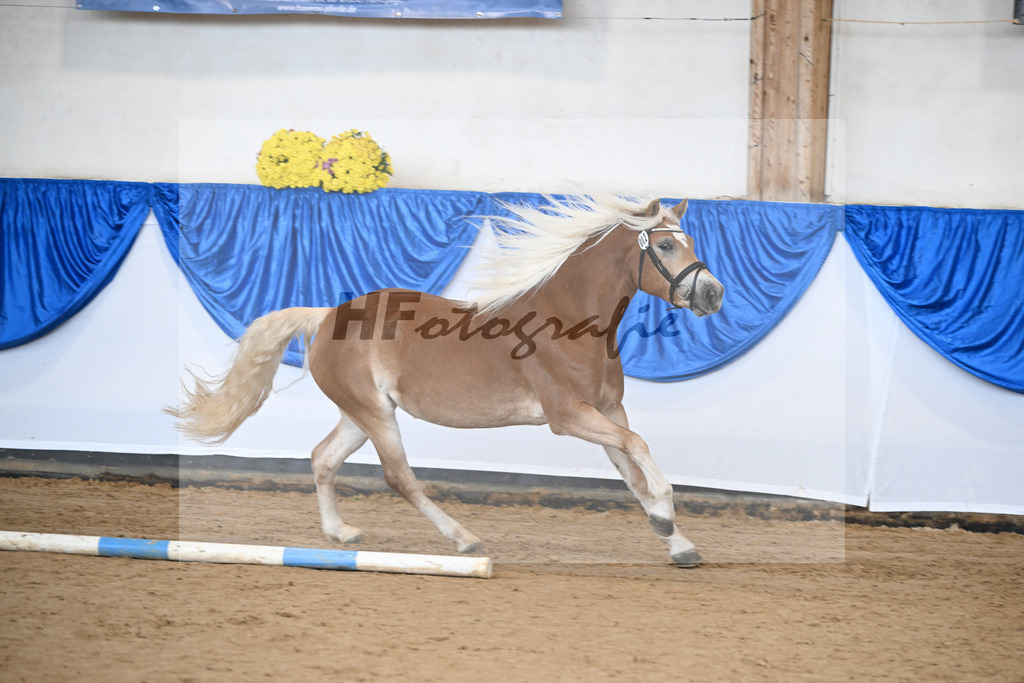 Bl. Band Kat-Nr. 2 Sura v. Neustart_Haflingerhof Noack_48251293 | hf-fotografie - Realisiert mit Pictrs.com