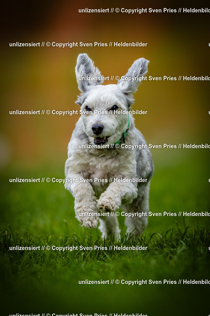 Sven Pries | 2025-04-13 - Hunderennen Baden-Baden - Realisiert mit Pictrs.com