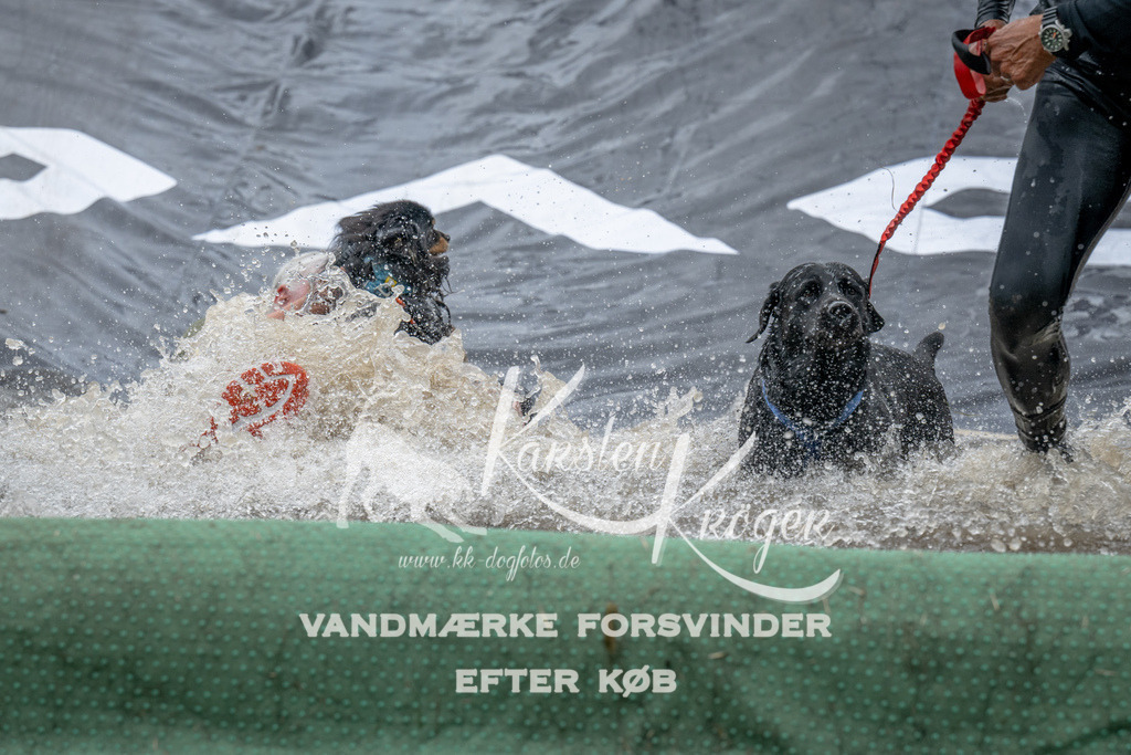 1538_ZZ94557 | kk-dogfotos