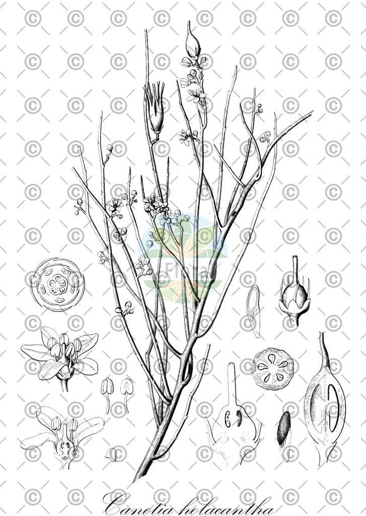 HistAbb_wfo-0000584024_1_ENZY_Simple | Historische Abbildung von Canotia holacantha - Celastraceae | Historical Illustration of Canotia holacantha - Celastraceae
