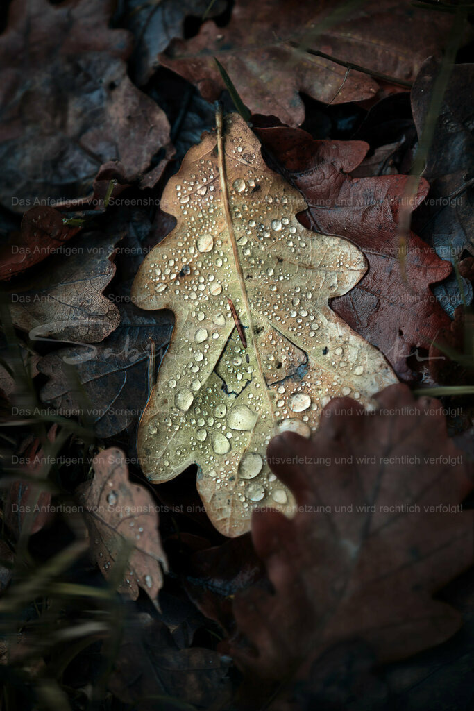 Wandbild Eichenblatt mit Tautropfen | People- und Tierfotografie, Imageaufnahmen, Veranstaltungsfotografie und Wandbilder aus der Natur ★ Made in Germany ✔️ Druck + Downloads ✔️ Naturfotografie in Top Qualität ★ schneller Versand, weltweite Lieferung! - Realisiert mit Pictrs.com