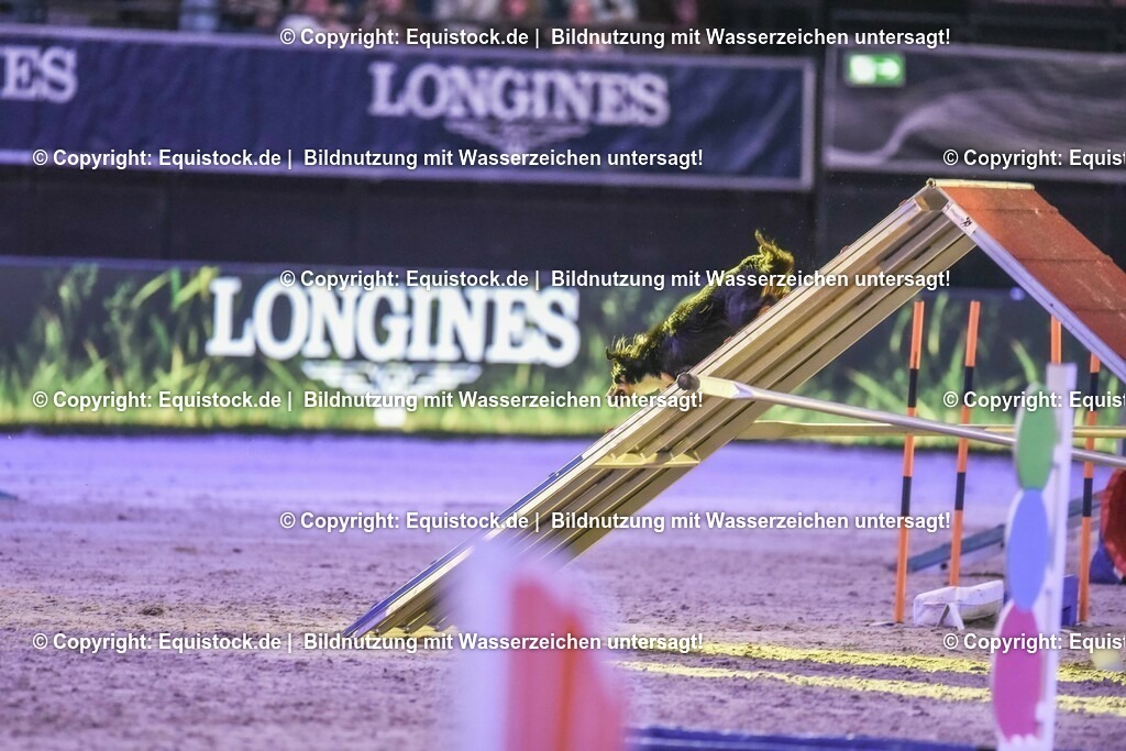 20231115_Dog-Agility_0164_TOMsPiC | Foto: Thomas Hartig