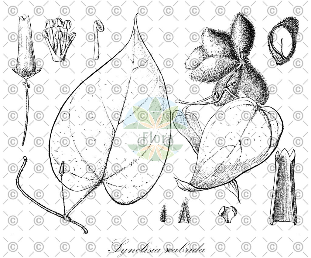 HistAbb_wfo-0000318035_1_ENZY_Simple | Historische Abbildung von Synclisia scabrida - Menispermaceae | Historical Illustration of Synclisia scabrida - Menispermaceae