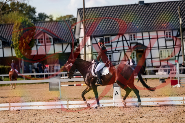 2026_10_03_Siefer-Hof_132126_Z63_82760532 | Professionelle Reitsport-, Turnier- und Eventfotografie von Robert Broda. Galerien mit ausgewählten und bearbeiteten Bildern direkt online ansehen und bestellen.