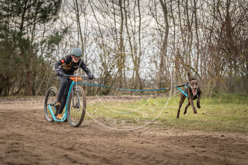 Pfotenfotografie_DV3A9108 | Hundefotografie, Tierfotograf, Pfotenfotografie, Fotoshooting Hund, Hunde Portrait, Hundesport, Hundeportraits, Heideshooting, Hunde, Sportfotograf, Hundefotograf, Turnierhundsport, THS,  - Realisiert mit Pictrs.com