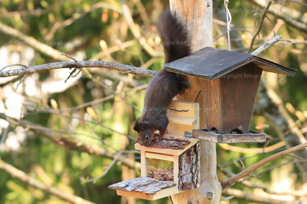 IMG_0624-heller | fotografie-graf - Realisiert mit Pictrs.com