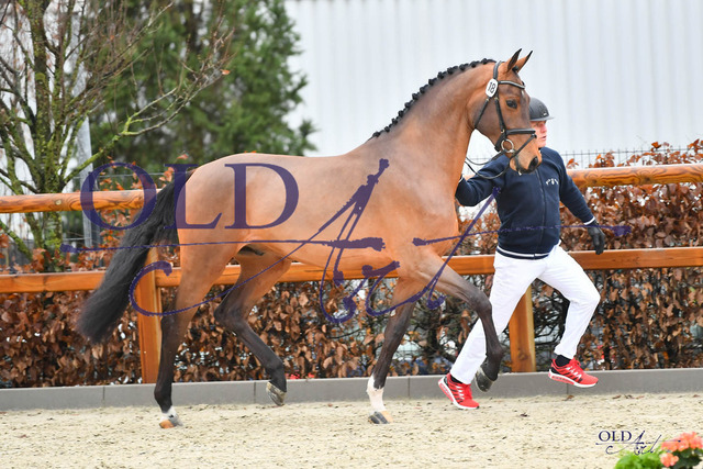 18 DE431310956820 HM Dia Corrado - Lord Pezi - Caletto I DSC_0009 | <meta name="description" content="★Offizieller Merchandise und Foto-/Videostore des Oldenburger Verbandes.★ ✅Jetzt auch digital Ausdrucke erhältlich." />
<meta name="keywords" content="Merchandise Foto-/Videostore Oldenburger Verband Photographie 