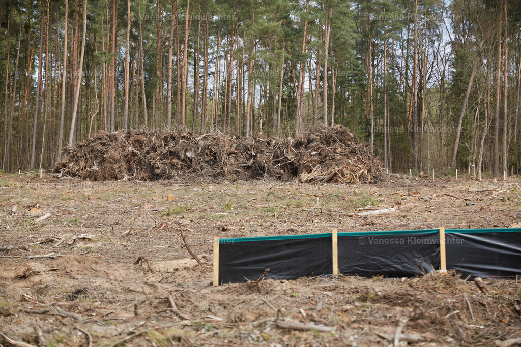 250412_TeslaWaldspaziergang_00027 | Vanessa Kleinwächter - Realisiert mit Pictrs.com