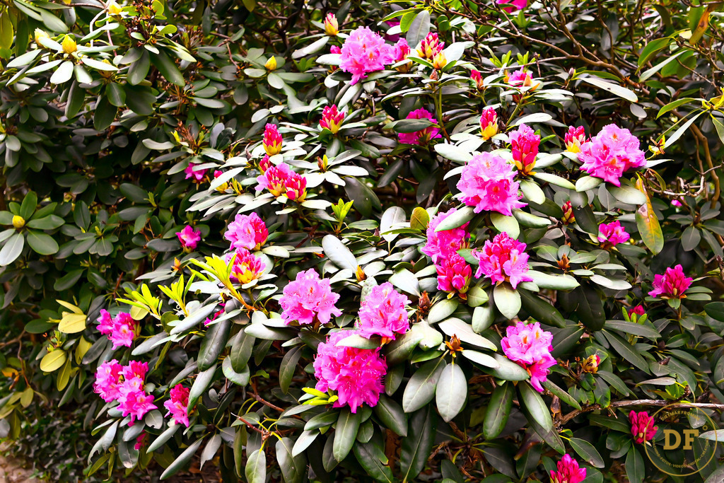 10_DSC8225 | Geschenke, Wandbilder und Accessoires mit Motiven aus Dresden und anderen schönen Orten zur Verschönerung Deines zu Hauses und zum verschenken gewünscht? Wähle Deine Lieblingsbild auf dem Produkt Deiner Wahl. 