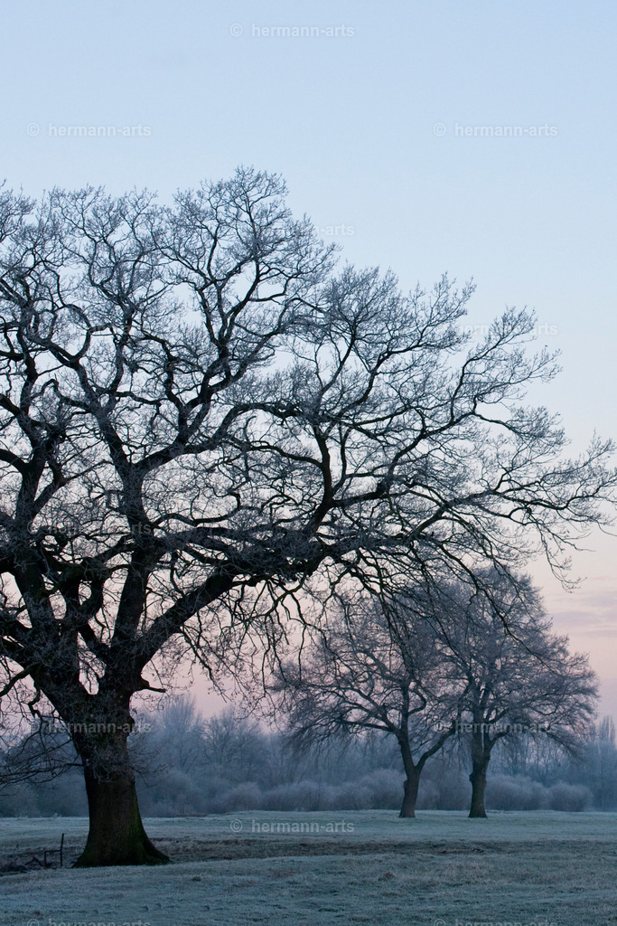 Trees_fine_Art_0053 | Photo Foto Kunst Art schwarzweiss Bilder Rheine Münster Berlin Blumen 