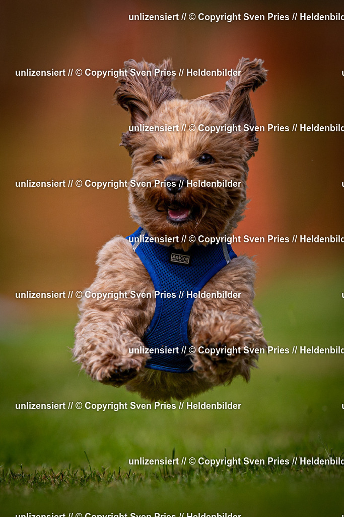 Sven Pries | 2024-09-22 - Hunderennen Baden-BadenPudelverein - Realisiert mit Pictrs.com