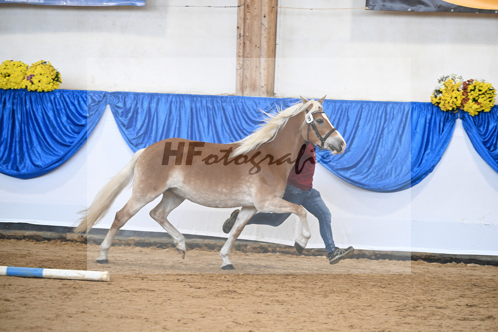 Bl. Band Kat-Nr. 9 Nina v. Sonnenkoenig Gold_Haenle_48251407 | hf-fotografie - Realisiert mit Pictrs.com