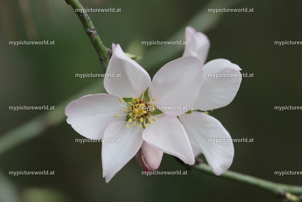 Mandelbaum-001 | Das Bilderarchiv über Tiere, Planzen und Landschaften. In der Bilddatenbank finden Sie ein große Auswahl an hochwertigen Bilder für Ihre Werbung - Realized with Pictrs.com
