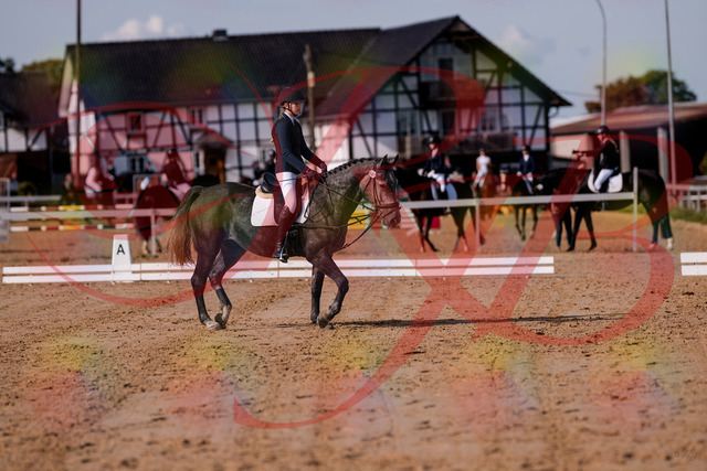 2026_10_03_Siefer-Hof_120022_Z81_01872328 | Professionelle Reitsport-, Turnier- und Eventfotografie von Robert Broda. Galerien mit ausgewählten und bearbeiteten Bildern direkt online ansehen und bestellen.