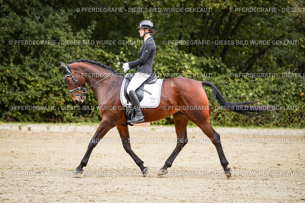 DSC09045 | Pferdegrafie