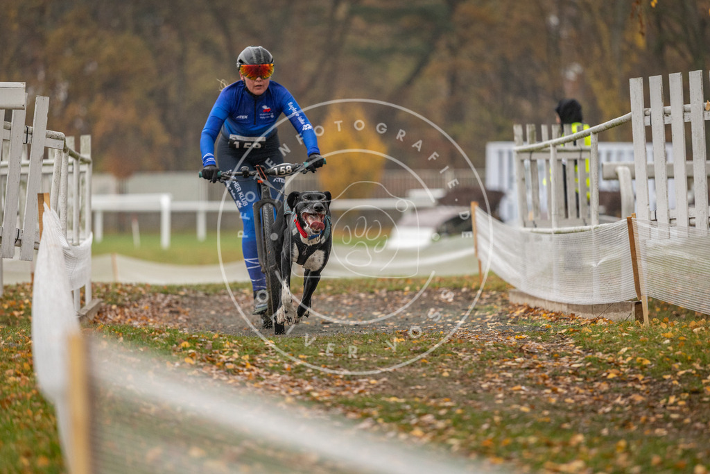 CaniXpix_DV3A8048 | Hundefotografie, Tierfotograf, Pfotenfotografie, Fotoshooting Hund, Hunde Portrait, Hundesport, Hundeportraits, Heideshooting, Hunde, Sportfotograf, Hundefotograf, Turnierhundsport, THS,  - Realisiert mit Pictrs.com