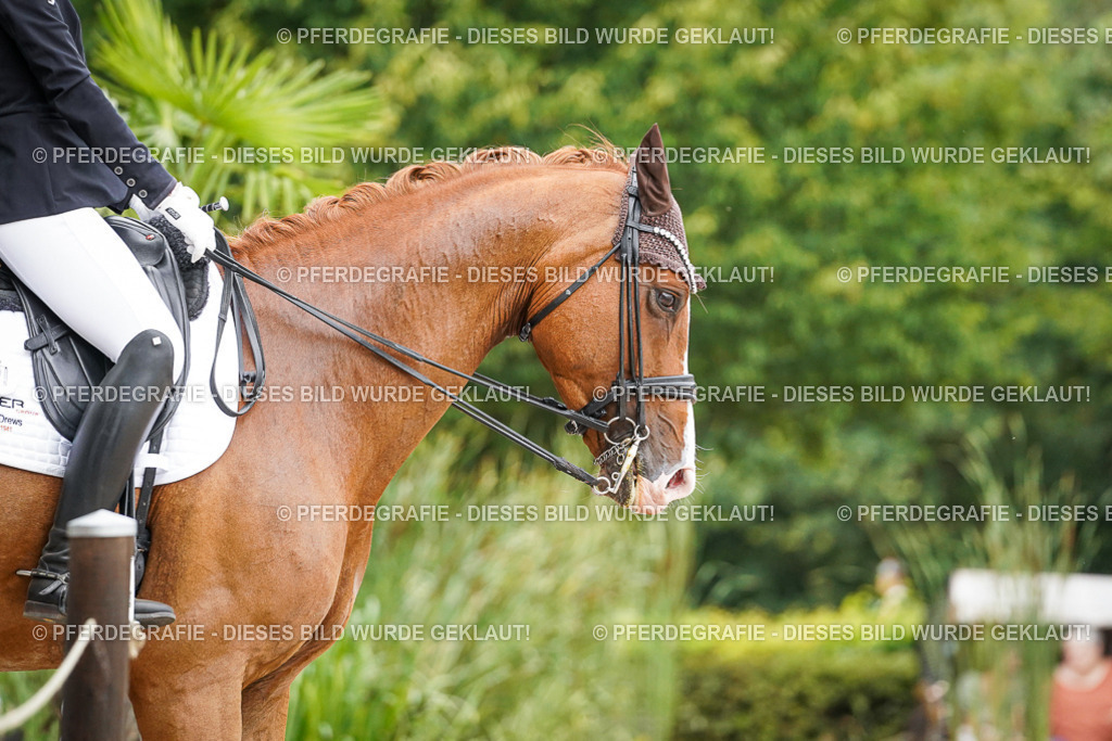 DSC07230 | Pferdegrafie