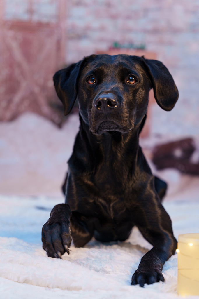 allesWIRTHgut Tierfotografie - 7IV06032 | Professionelle Tierfotografie in Mönchengladbach von Daniel Wirth (allesWIRTHgut). Liebevolle & natürliche Bilder von Hunden & Katzen für unvergessliche Erinnerungen.