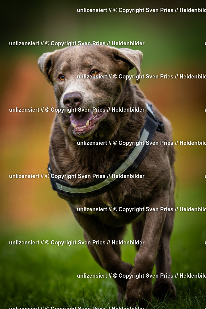 Sven Pries | 2025-04-13 - Hunderennen Baden-Baden - Realisiert mit Pictrs.com