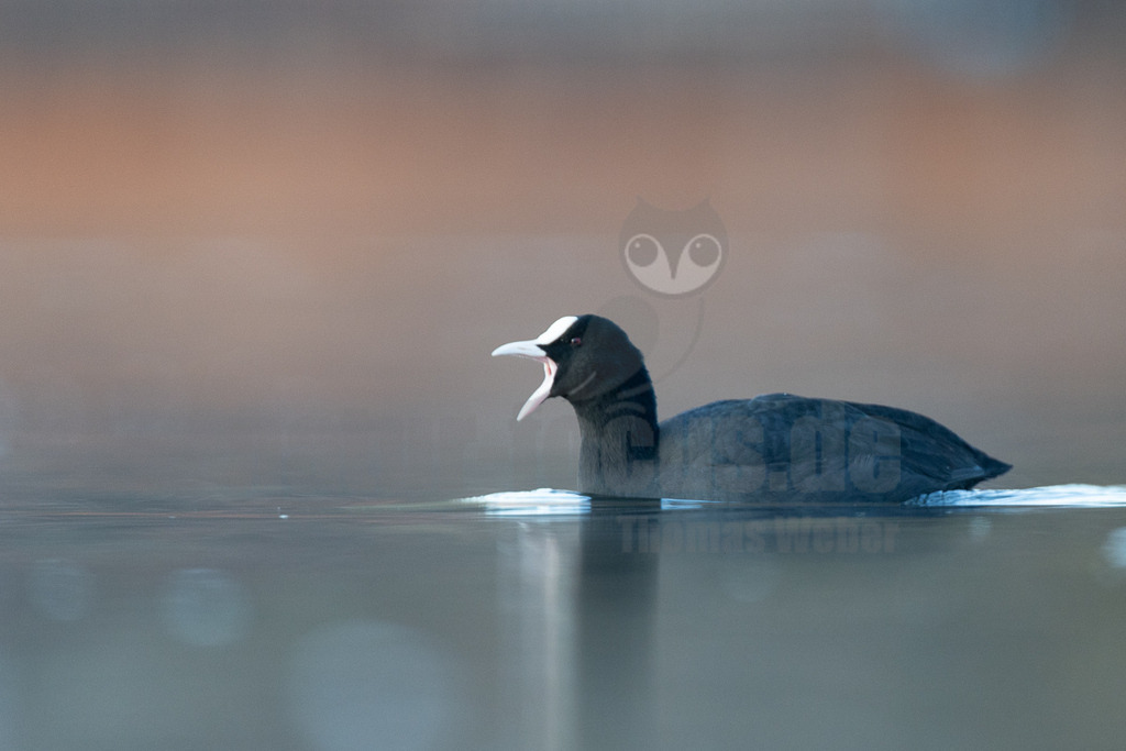R5M26797_20251227 | Der Bildershop von www.natur-focus.de bietet ihnen den einfachen Kauf von Bildmaterial per Download aus allen Bereichen der Natur. In den Galerien finden sie Landschaftsfotos, Tierbilder und natürlich auf Pflanzenfotos. - Realisiert mit Pictrs.com