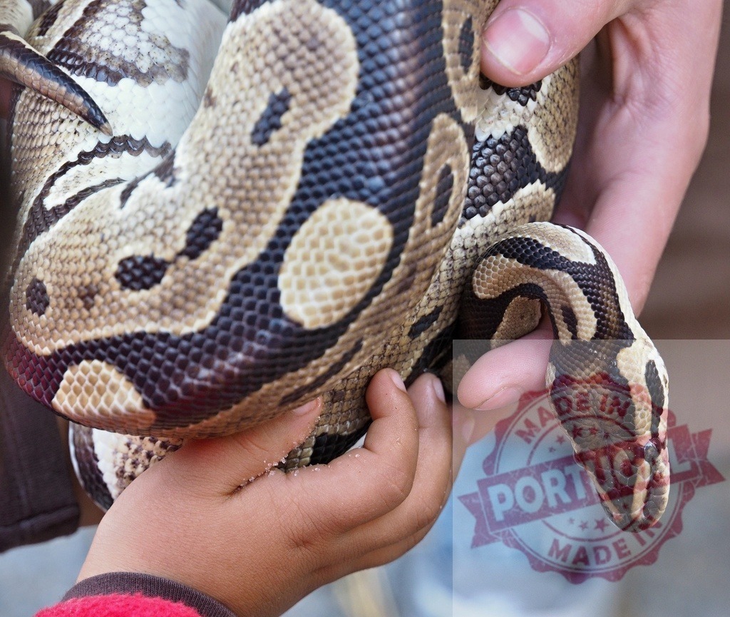 Ball python being held by adult and child hands | Ball python showing patterned scales, held by child and adult hands - Realized with Pictrs.com