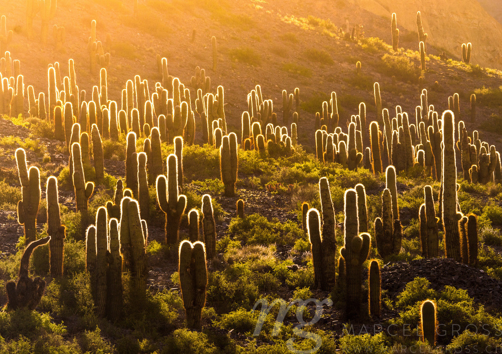 silhouette of cactuses | Cactuses in beautiful backlight, in the wild wonderland of Quebrada de Humahuaca in nothwestern Argentina - Realisiert mit Pictrs.com